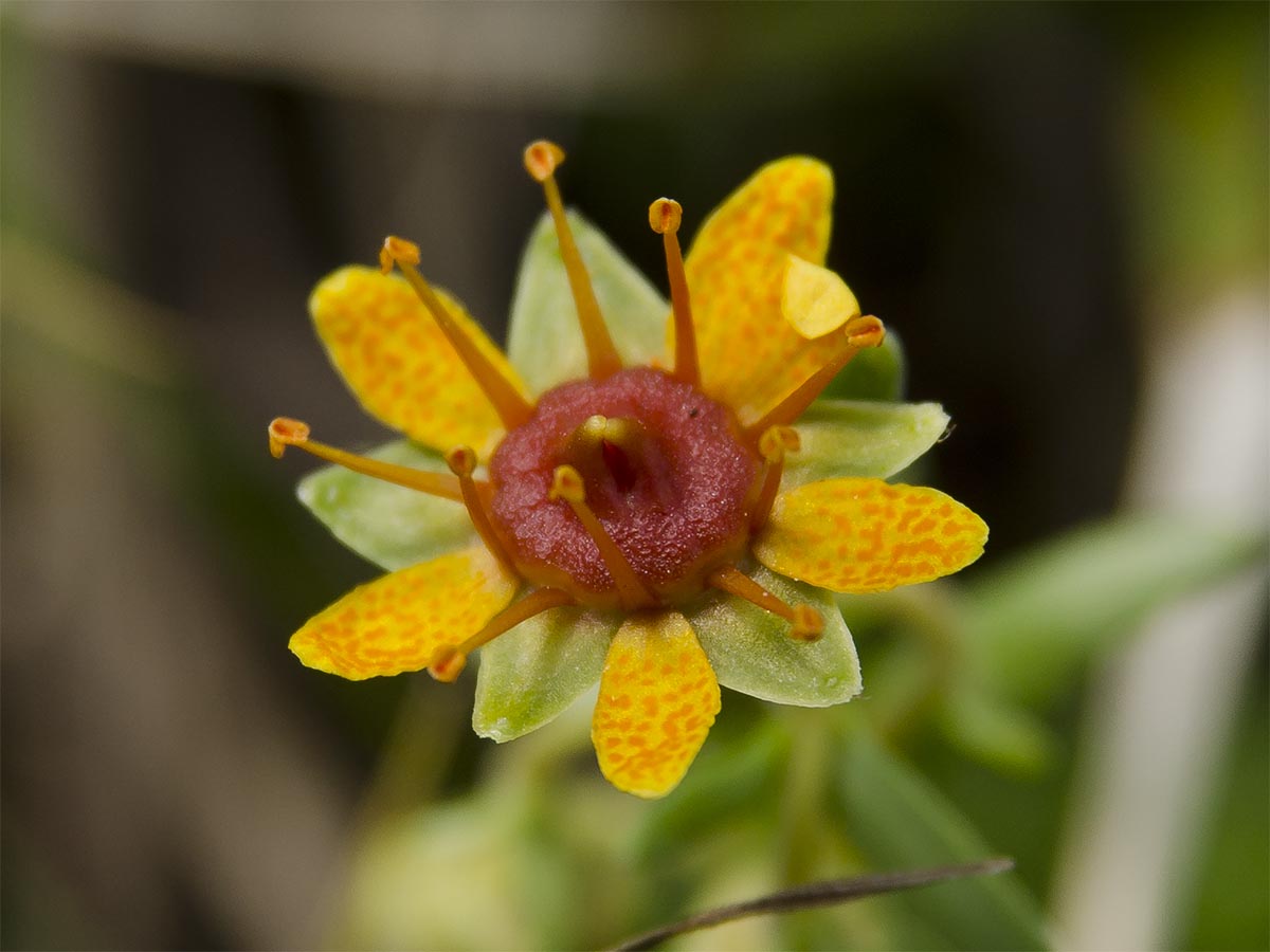 Saxifraga aizoides